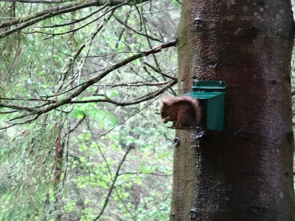 Red squirrels Inchree 31 May (1).JPG